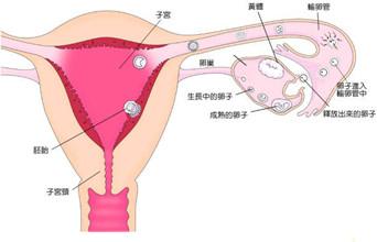 一侧输卵管阻塞会怀孕吗